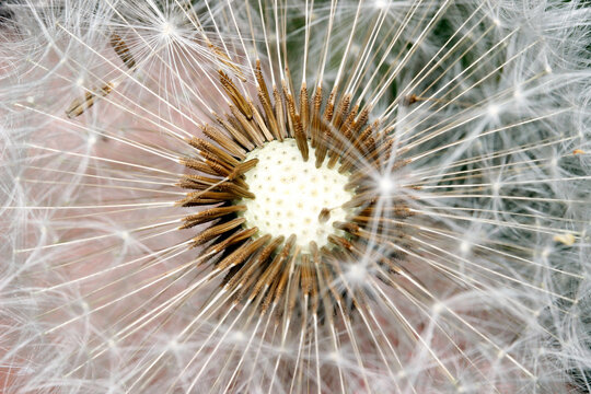Dandelion seed head with parachutes: macro close-up of Taraxacum officinale dispersal structure.