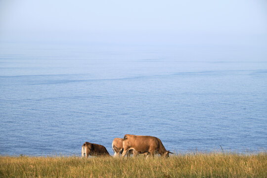 Costa de asturias, mar cant&aacute;brico, vacas, prados y mar. Faro de Lastres