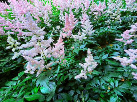 Delicate pink and white astilbe plumes: macro close-up of feathery Astilbe inflorescences.