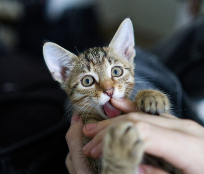Playful tabby kitten biting a hand and playing with paws up