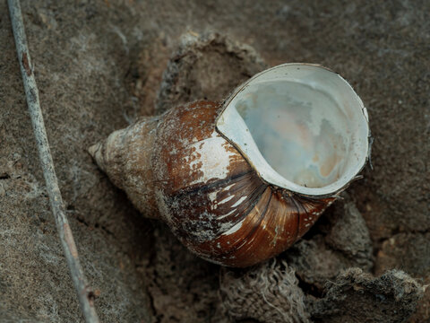Macro close up shot of an empty weathered brown and white snail shell resting on dry earth dirt ground in a natural outdoor habitat