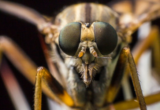 Horsefly macro: close-up of Tabanus spp. with compound eyes and bristled mouthparts.