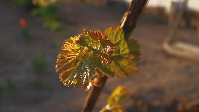 Young grape shoots with newly sprouting leaves gently swaying in warm evening sunlight on a blurred background, close-up 