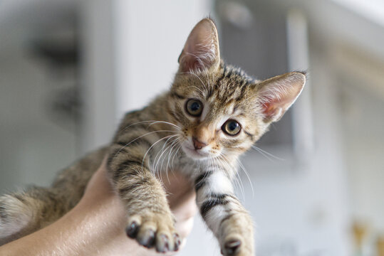 Close up of a cute small tabby kitten held in human hands