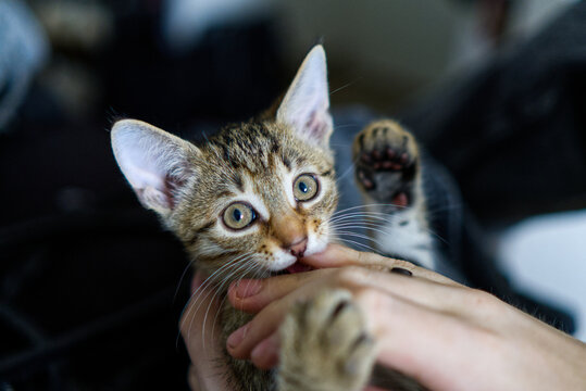 Playful tabby kitten biting hand with paws up