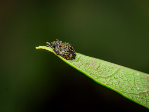 Macro close up shot of a small insect frass or caterpillar droppings resting on a vibrant green plant leaf tip in a natural garden