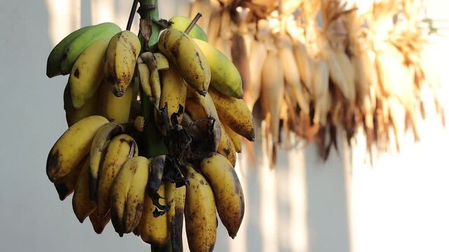 Close-up of a ripe banana bunch hanging naturally from a banana tree in a lush tropical garden. The healthy fruit and vibrant green foliage showcase tropical agriculture, organic farming, sustainable 