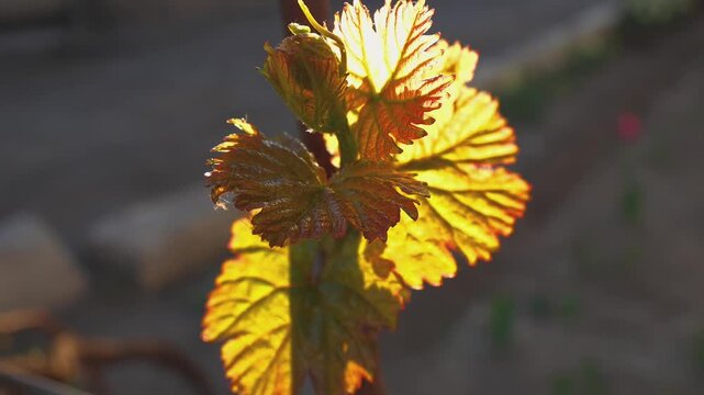 Young grape shoots with newly sprouting leaves gently swaying in warm evening sunlight on a blurred background, close-up 