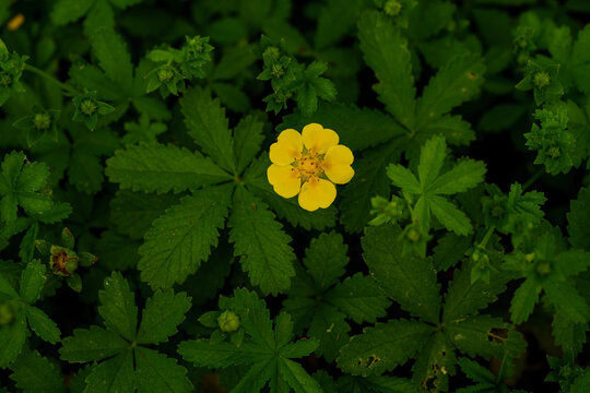Yellow creeping cinquefoil Potentilla reptans flower blooming among lush dark green leaves in nature