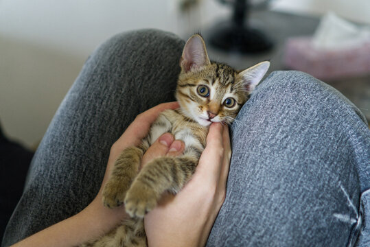 Cute small tabby kitten playing with human fingers on lap