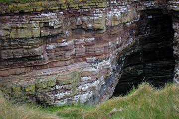 Fototapeta premium Cliffs near Duncansby Stacks with wild birds colonies, North Scotland