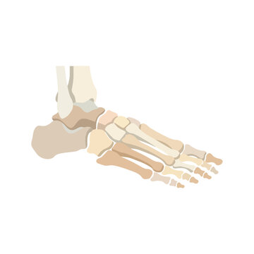 Human foot skeletal anatomy display representing internal bone structure of tarsals metatarsals and phalanges for medical educational purposes concerning physical health status and podiatry