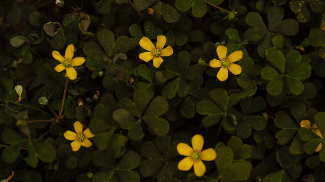 Yellow flowers of creeping woodsorrel, Oxalis corniculata, blooming among dark green, heart-shaped leaves.