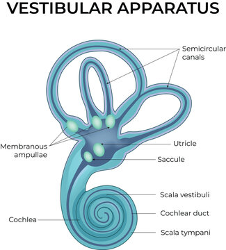 Vestibular System Anatomy and Balance Mechanism Educational Medical Vector Illustration