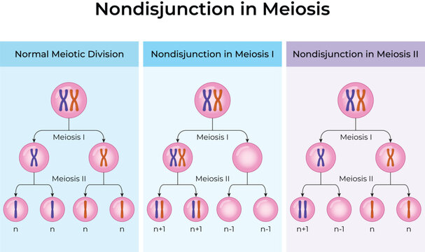 Nondisjunction in Meiosis: Educational Genetics and Chromosome Division Vector Illustration