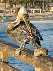 Fototapeta premium Brown Pelican Perched On Oceanside Pier