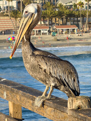 Fototapeta premium Brown Pelican Perched Along Oceanside Beachfront Pier