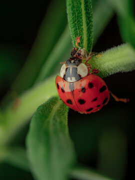 Macro close up shot of a vibrant red ladybug with black spots climbing on a fuzzy green plant stem in a natural garden