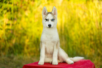 Fluffy Siberian Husky puppy with heterochromia sits happily outdoors on a red blanket. This northern sled dog looks like an Alaskan Malamute, Samoyed, or Laika puppy. © Alina Ziabrieva