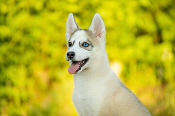 Beautiful close up portrait of a young Siberian Husky puppy smiling with tongue out. Northern spitz dogs like Alaskan Malamute, Samoyed, and Laika have lovely thick fur. © Alina Ziabrieva