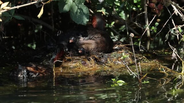 A breeding Little Grebe, Tachybaptus ruficollis, sitting on its nest brooding its chicks, when another breeding bird comes in and feeds one of their chicks.