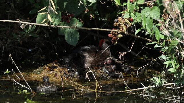 One cute Little Grebe chicks, Tachybaptus ruficollis, swimming and two sitting on their nest , with one of the breeding birds, all preening.