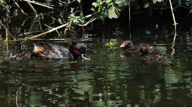 Three cute Little Grebe chicks, Tachybaptus ruficollis, swimming on the New River, when one of the breeding birds swims in and feeds one of its chicks a fish.