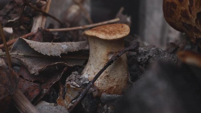 Close-Up of a Young Dryad's Saddle Mushroom (Cerioporus squamosus) Growing Beside an Old Walnut Tree Stump in a Rural Garden