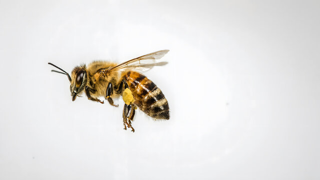 A single honey bee flying against a clean white background