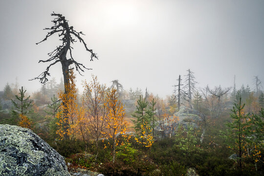Scenic autumn landscape of Mount Vottovaara in Karelia with large mossy boulders, yellow trees, and dead pine silhouettes in the fog