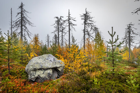 Scenic autumn landscape of Mount Vottovaara in Karelia with large mossy boulders, yellow trees, and dead pine silhouettes in the fog