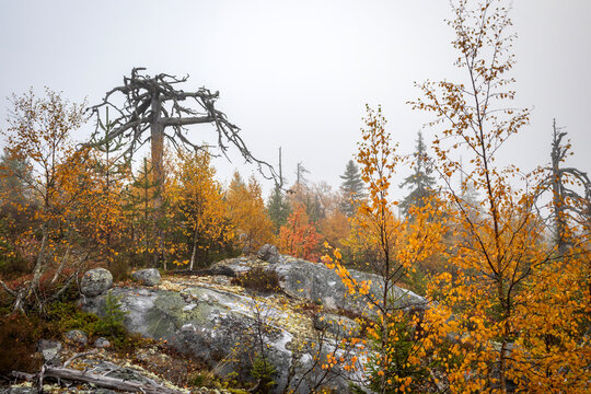 Scenic autumn landscape of Mount Vottovaara in Karelia with large mossy boulders, yellow trees, and dead pine silhouettes in the fog