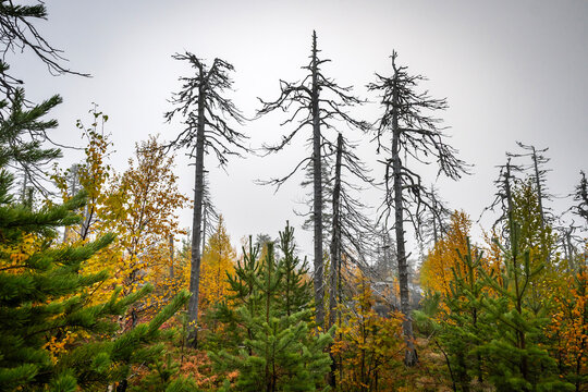 Scenic autumn landscape of Mount Vottovaara in Karelia with large mossy boulders, yellow trees, and dead pine silhouettes in the fog