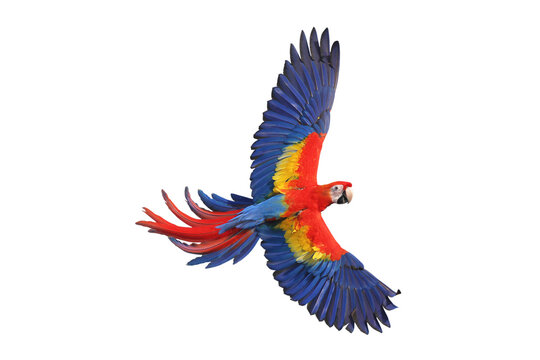 Colorful flying Scarlet Macaw parrot isolated on transparent background png file	