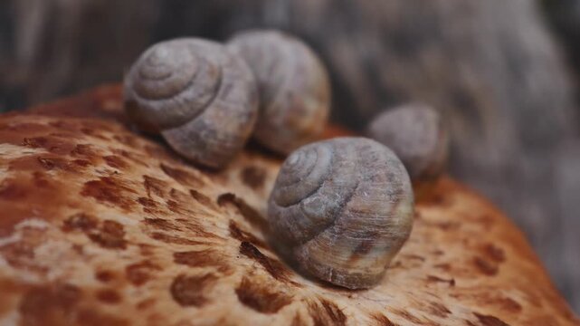 Close up of snails resting on the cap of a dryad's saddle mushroom (Cerioporus squamosus) growing on an old walnut tree stump in a rural garden
