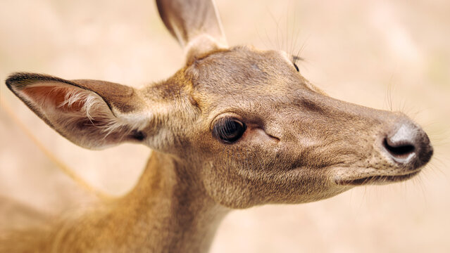 Close Up Portrait of Young Sambar Deer with Soft Natural Background.