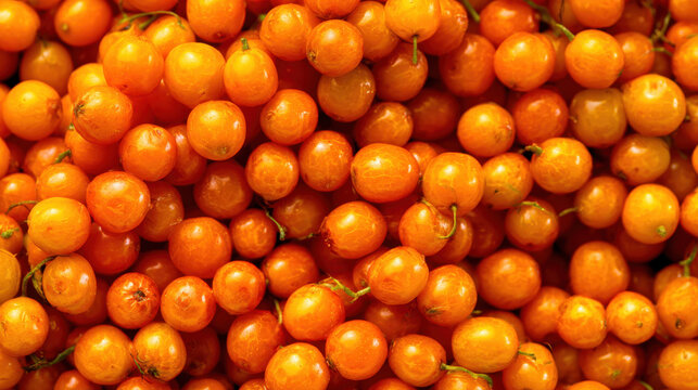 Full frame macro background pattern of fresh bright orange sea buckthorn berries, harvested wild superfood berries full of vitamins, showing glossy wet texture and vibrant color density close up fill.