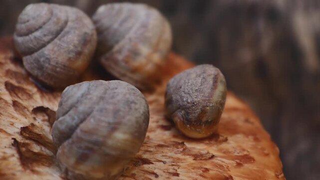 Close up of snails resting on the cap of a dryad's saddle mushroom (Cerioporus squamosus) growing on an old walnut tree stump in a rural garden