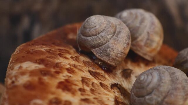 Close up of snails resting on the cap of a dryad's saddle mushroom (Cerioporus squamosus) growing on an old walnut tree stump in a rural garden