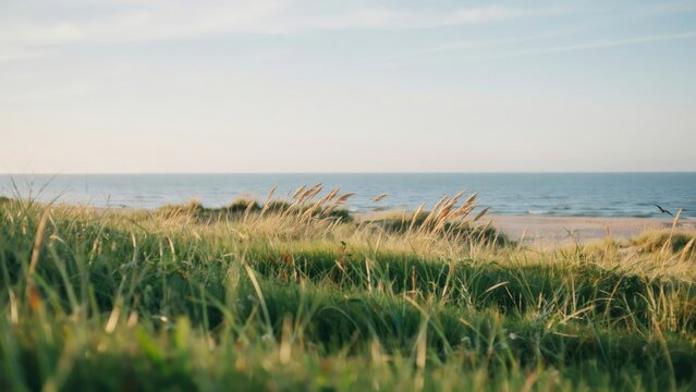 Scenic landscape view of green grass dunes near the blue ocean