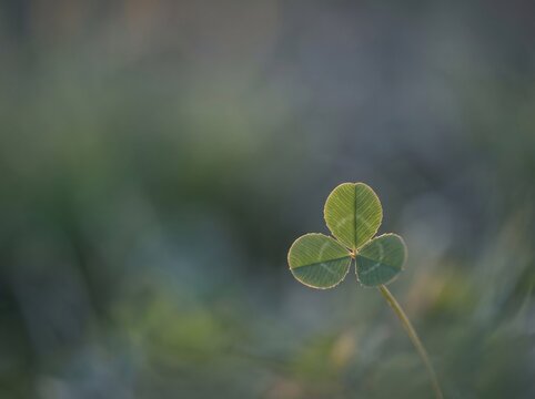 Backlit green three leaf clover against soft blurred meadow bokeh background, luck and environmental preservation concept