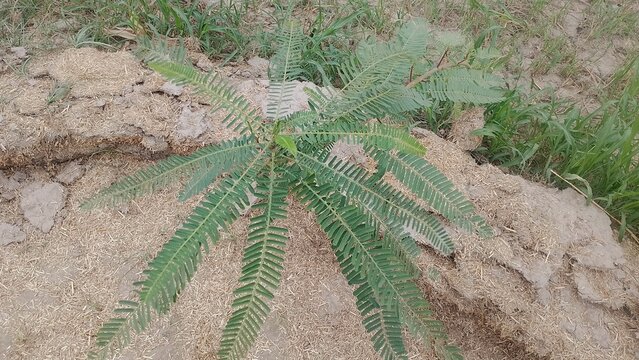 Green phyllanthus niruri plant growing in dry soil, medicinal stonebreaker herb in natural environment, wild bhui amla seedling isolated on White Background