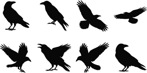 Black crow and raven silhouettes set with wild birds in various poses isolated on white © Rezoara