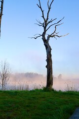 Samotne uschnięte drzewo nad rzeką  © Adam