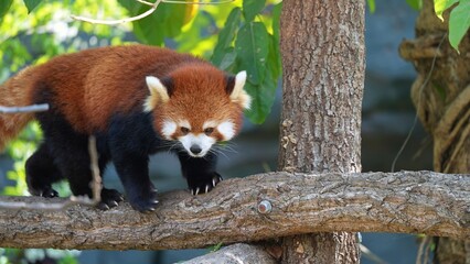 Obraz premium portrait of red panda walking on tree, cute red panda ready to jump in the zoo in the afternoon