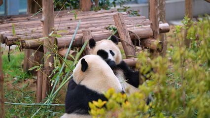 two giant panda gossiping time in the afternoon, giant panda leisure time in nature © ElizabethGo