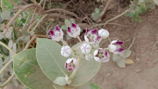 Calotropis procera blooming in nature, giant milkweed flowers with purple and white petals, desert flora and wild medicinal plant isolated on White Background