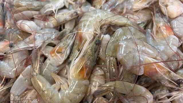 fresh shrimp on ice