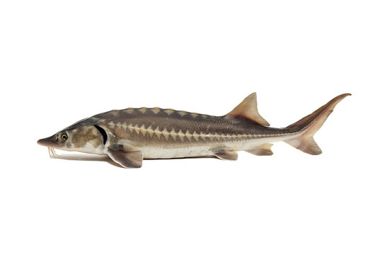 Side view of a prehistoric sturgeon fish with characteristic bony plates and barbels isolated on a black background for biological study and educational use