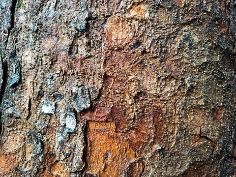 bark of a tree